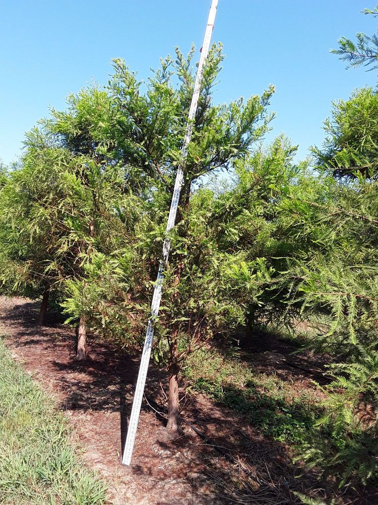 taxodium-distichum-bald-cypress