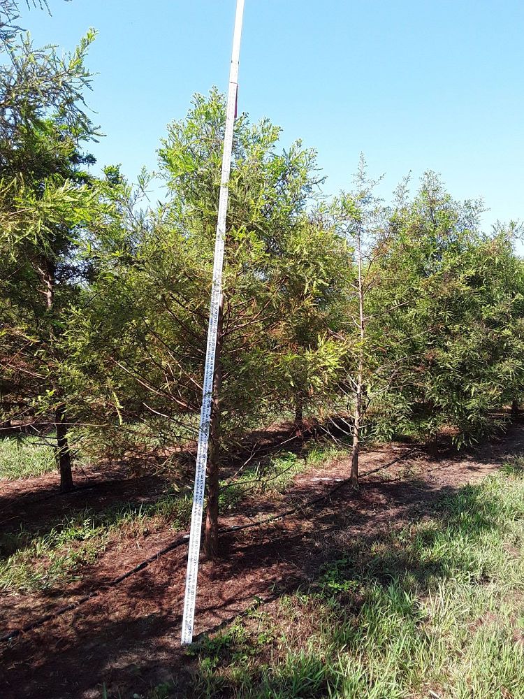 taxodium-distichum-bald-cypress