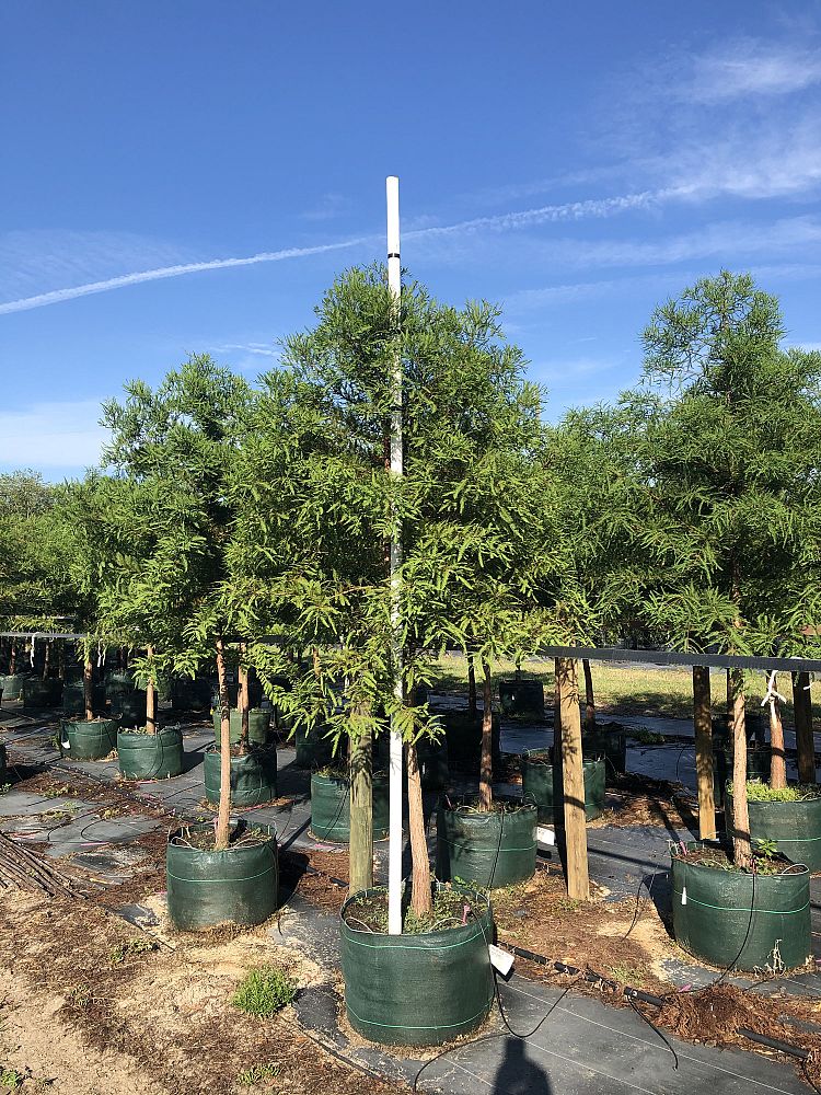 taxodium-distichum-bald-cypress
