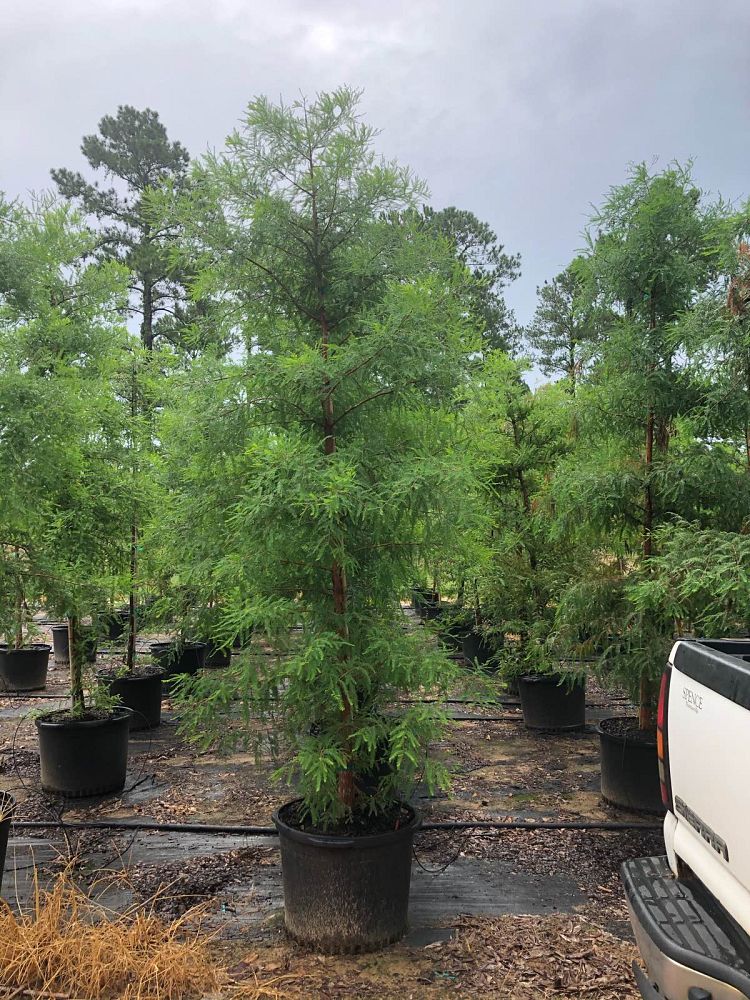 taxodium-distichum-bald-cypress
