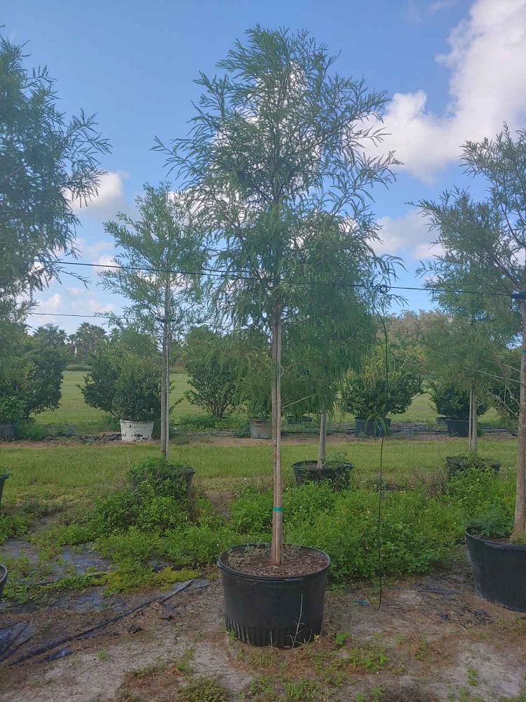 taxodium-distichum-bald-cypress