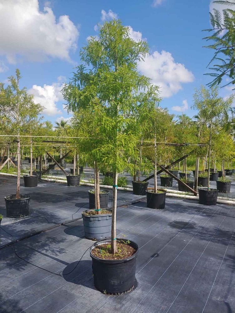 taxodium-distichum-bald-cypress