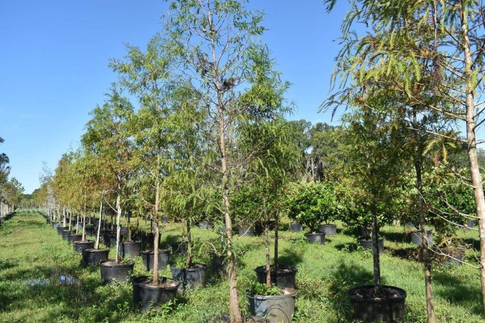 taxodium-distichum-bald-cypress