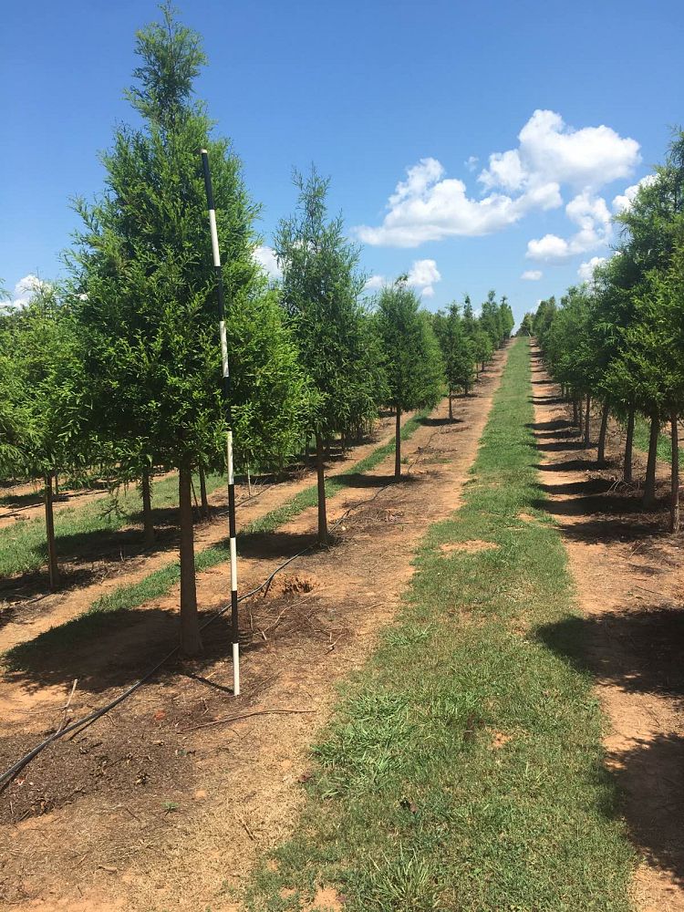 taxodium-distichum-bald-cypress