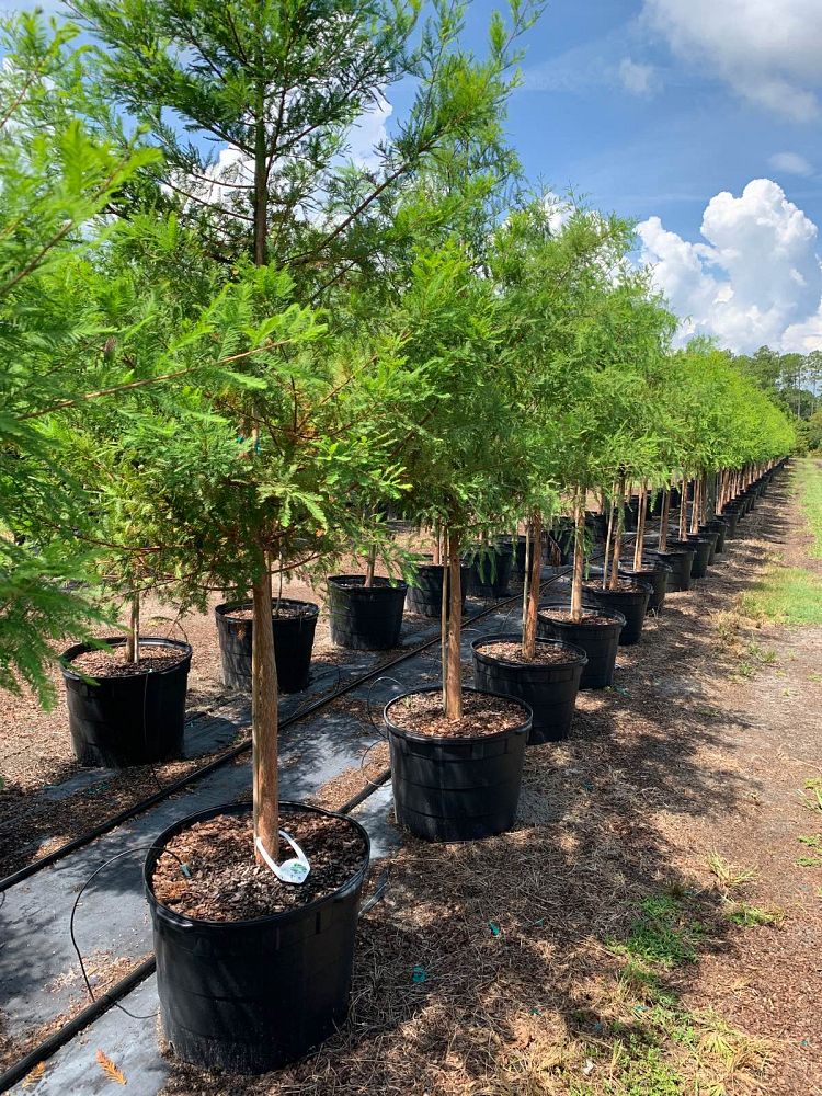 taxodium-distichum-bald-cypress