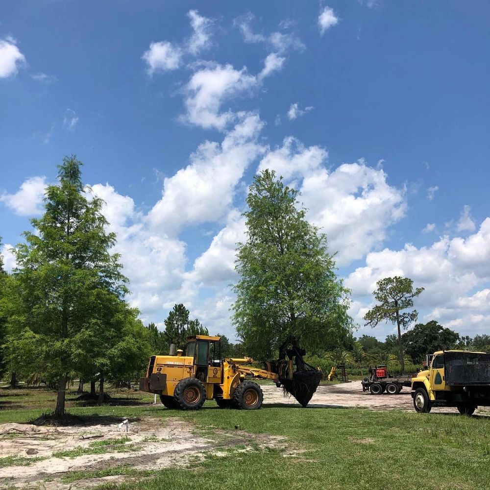 taxodium-distichum-bald-cypress