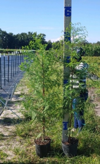 taxodium-distichum-bald-cypress