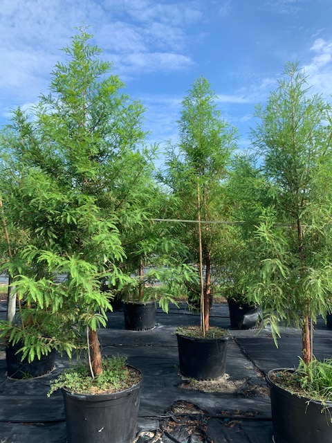 taxodium-distichum-bald-cypress