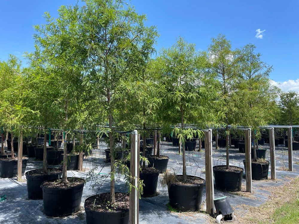 taxodium-distichum-bald-cypress