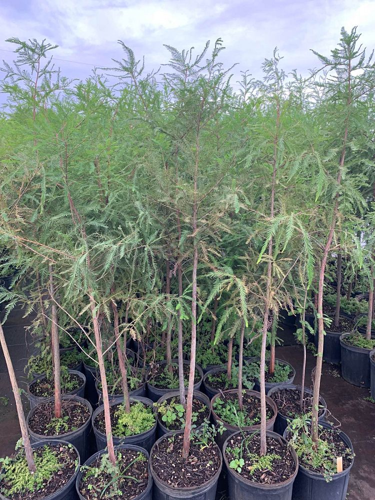 taxodium-distichum-bald-cypress
