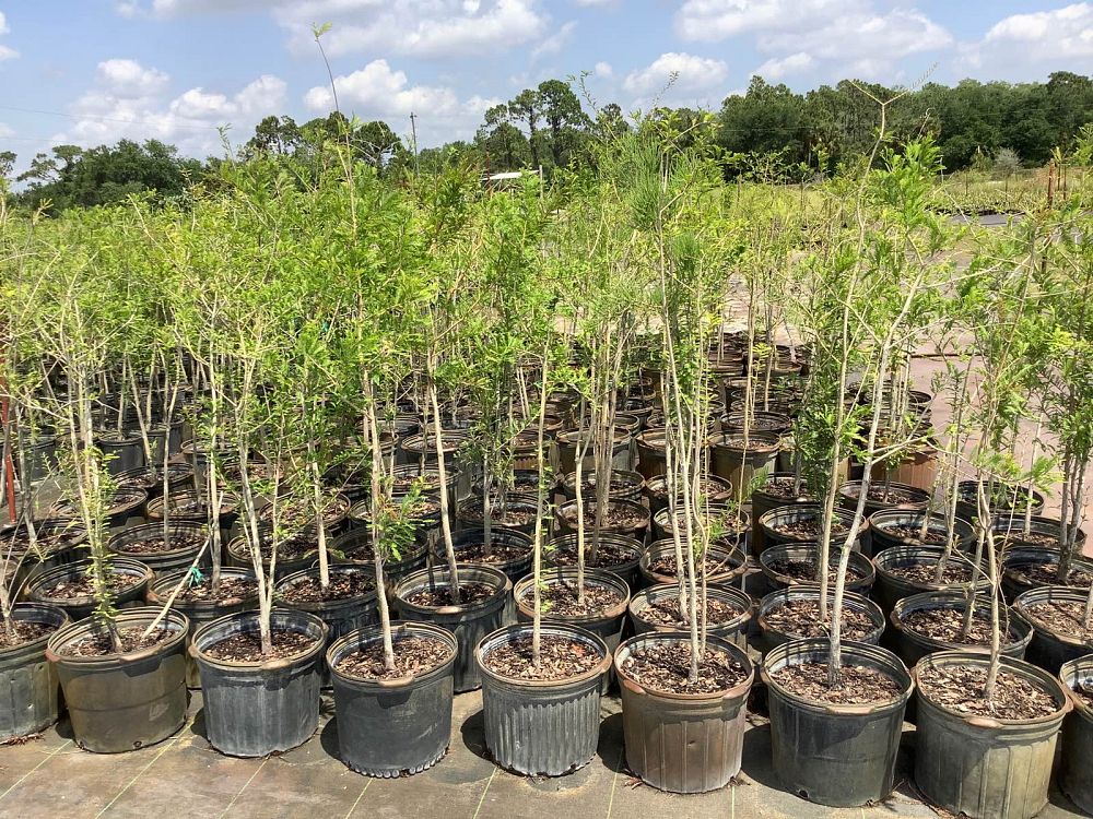 taxodium-distichum-bald-cypress