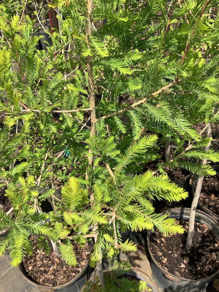 taxodium-distichum-bald-cypress
