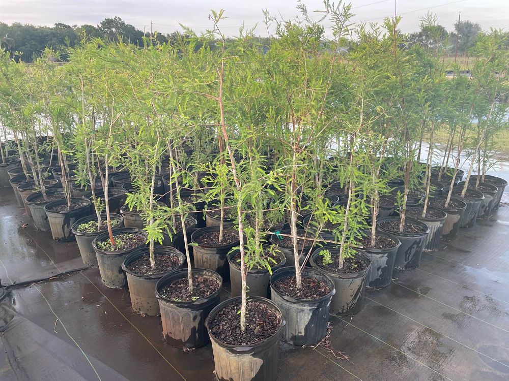 taxodium-distichum-bald-cypress