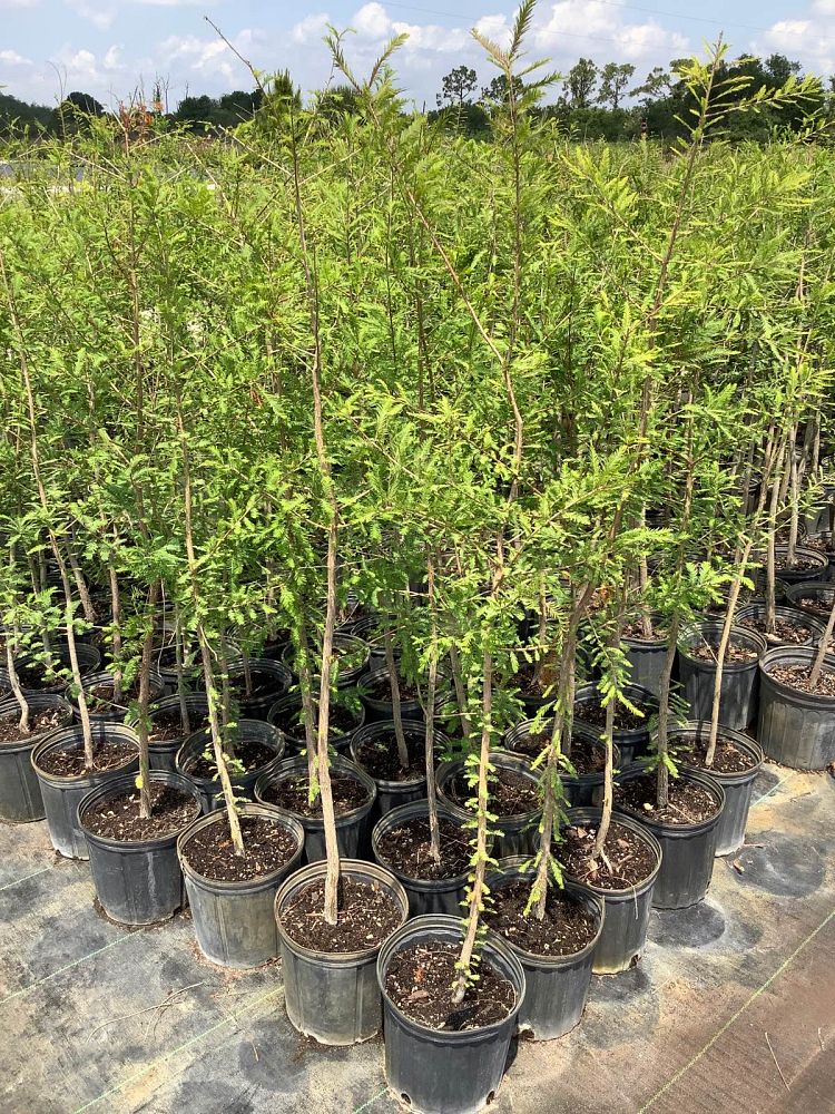 taxodium-distichum-bald-cypress