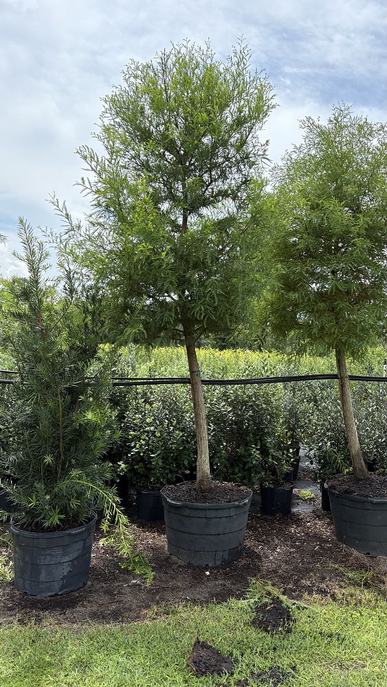 taxodium-distichum-bald-cypress