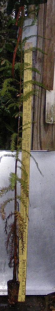 taxodium-distichum-bald-cypress