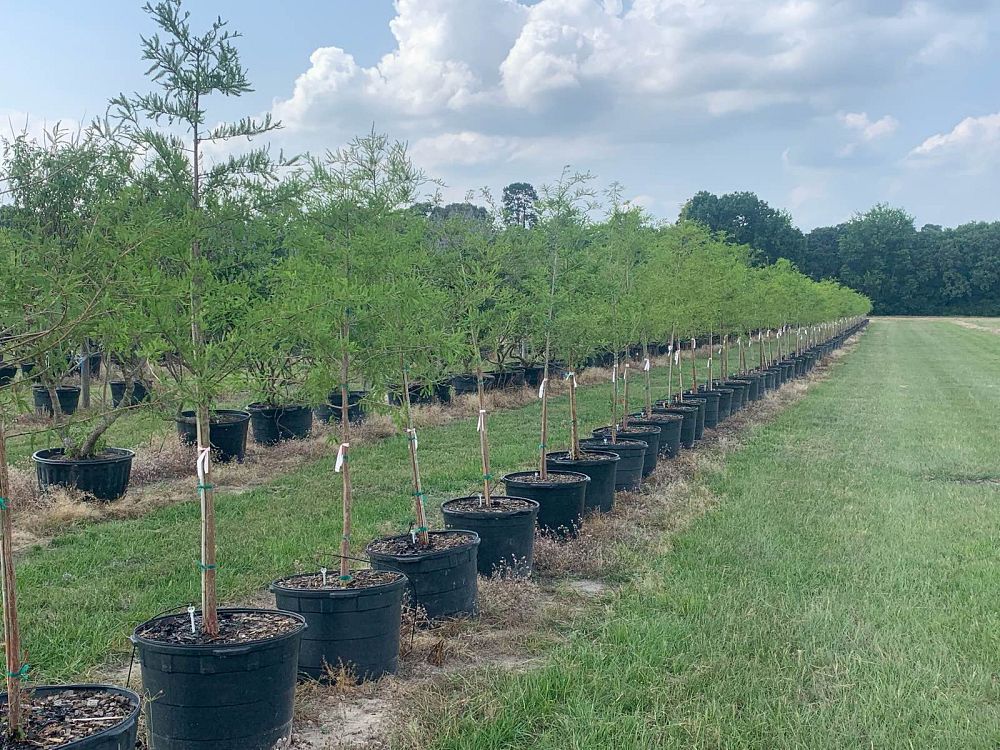 taxodium-distichum-bald-cypress
