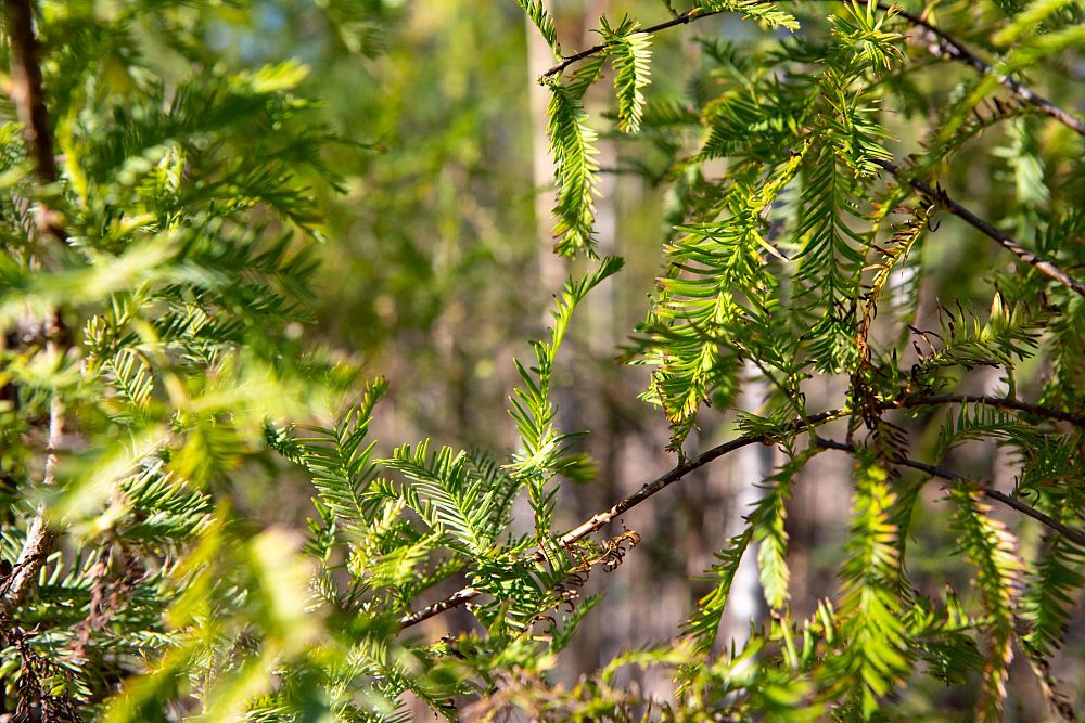 taxodium-distichum-bald-cypress