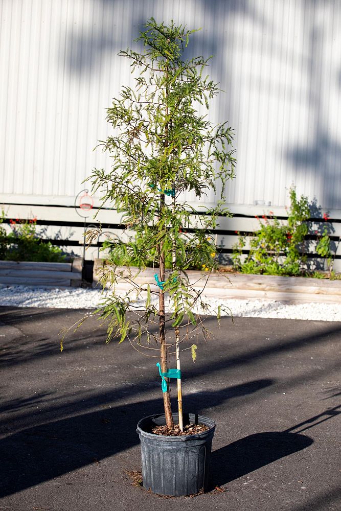 taxodium-distichum-bald-cypress