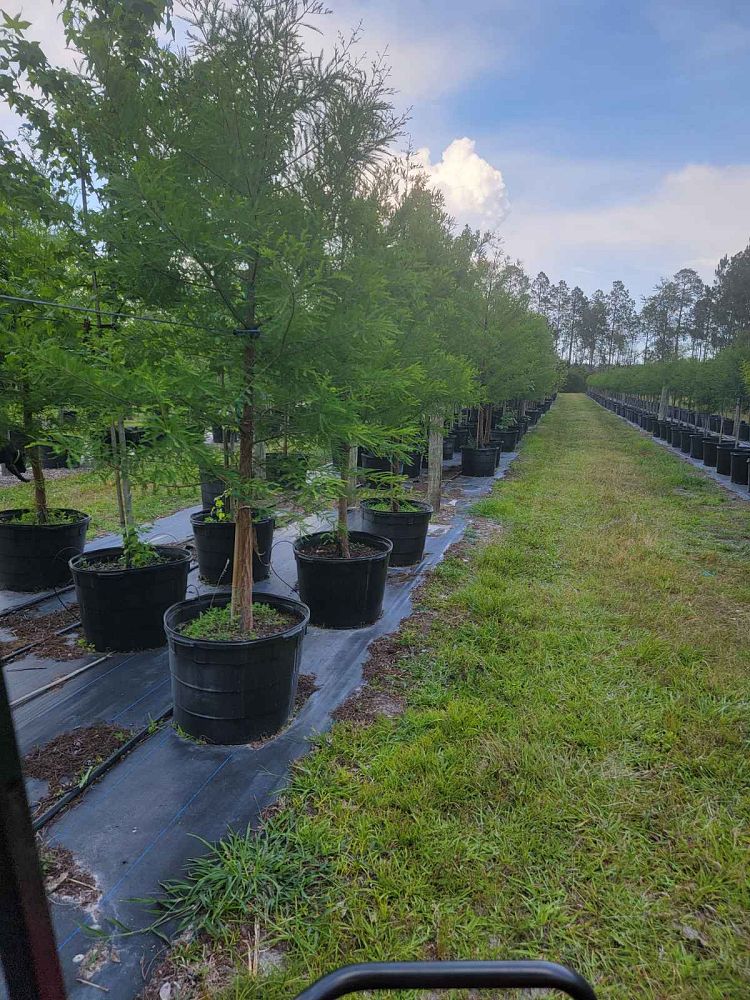 taxodium-distichum-bald-cypress