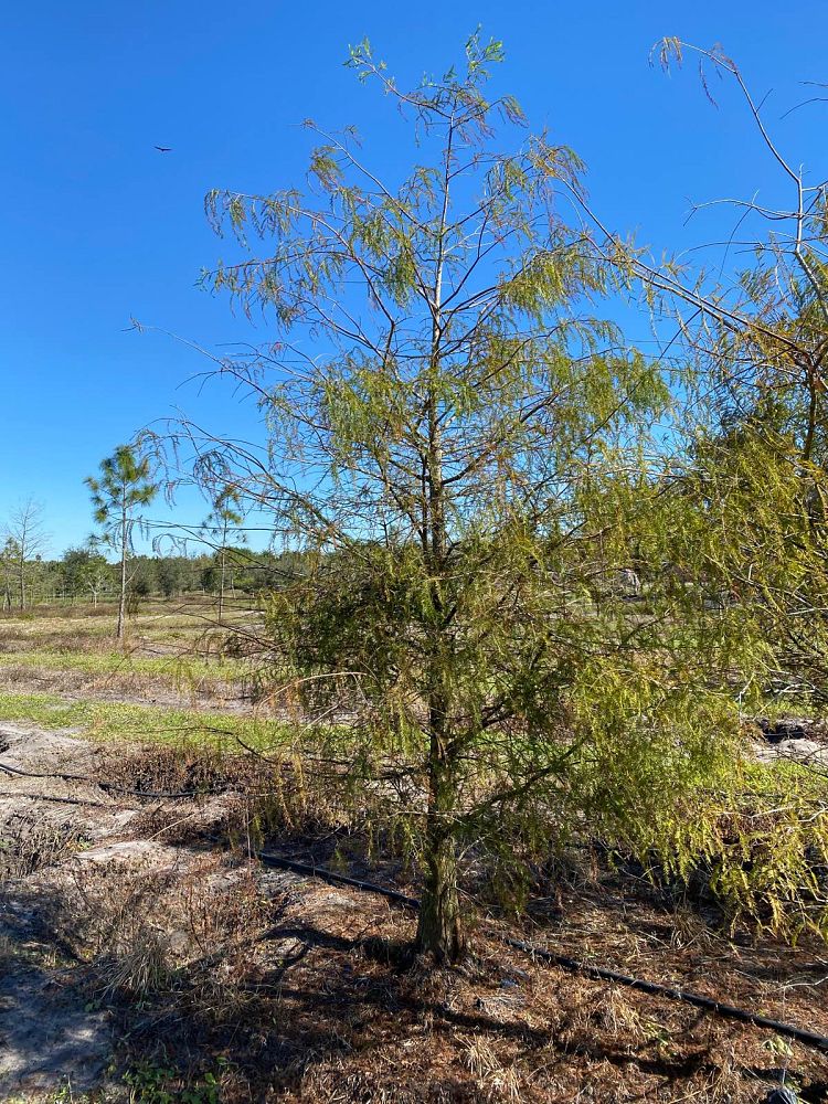 taxodium-distichum-bald-cypress