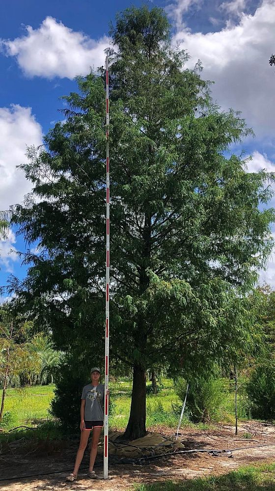 taxodium-distichum-bald-cypress