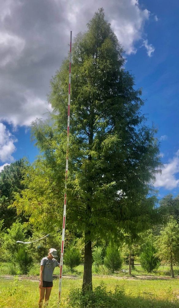 taxodium-distichum-bald-cypress