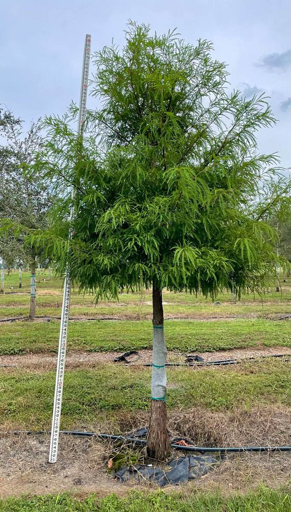 taxodium-distichum-bald-cypress