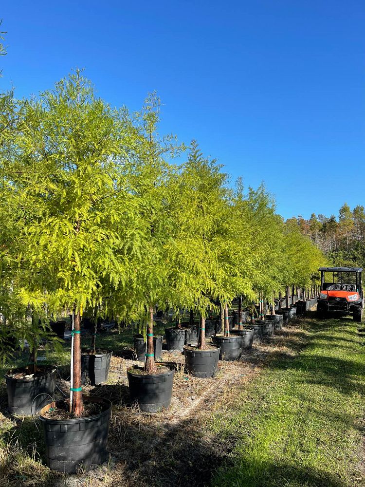 taxodium-distichum-bald-cypress