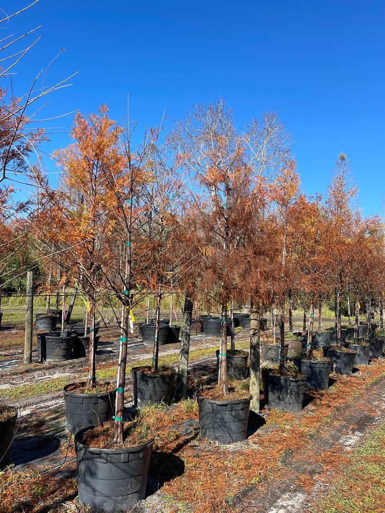 taxodium-distichum-bald-cypress