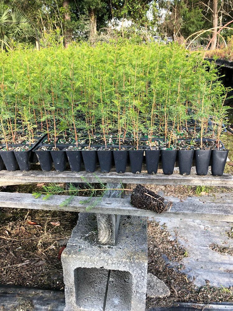 taxodium-distichum-bald-cypress