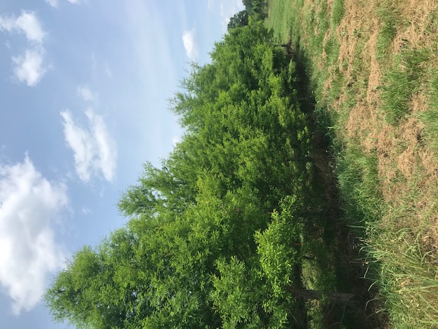 taxodium-distichum-bald-cypress
