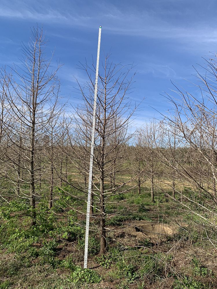 taxodium-distichum-bald-cypress