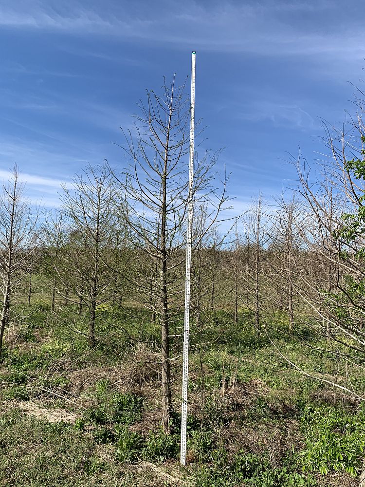 taxodium-distichum-bald-cypress