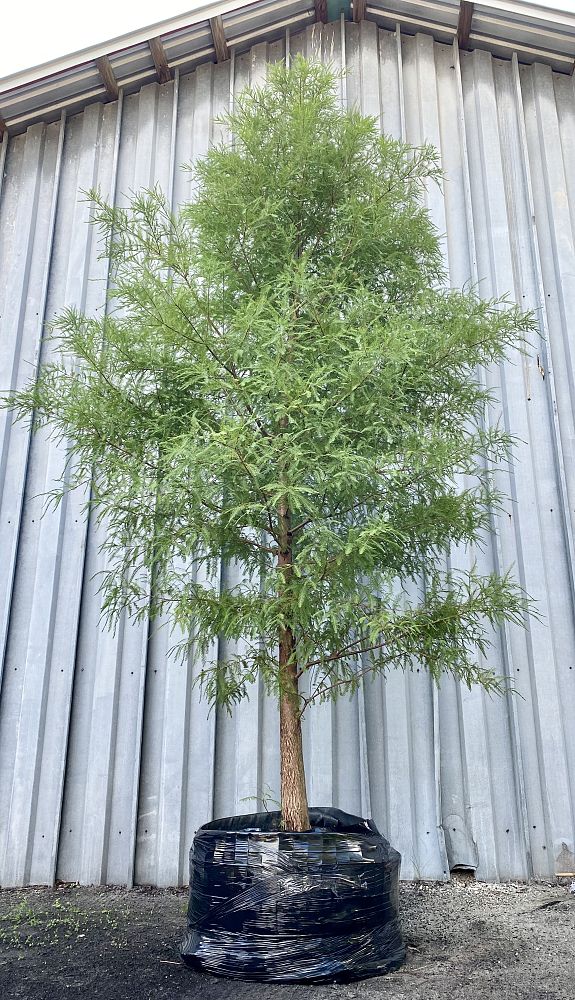 taxodium-distichum-bald-cypress