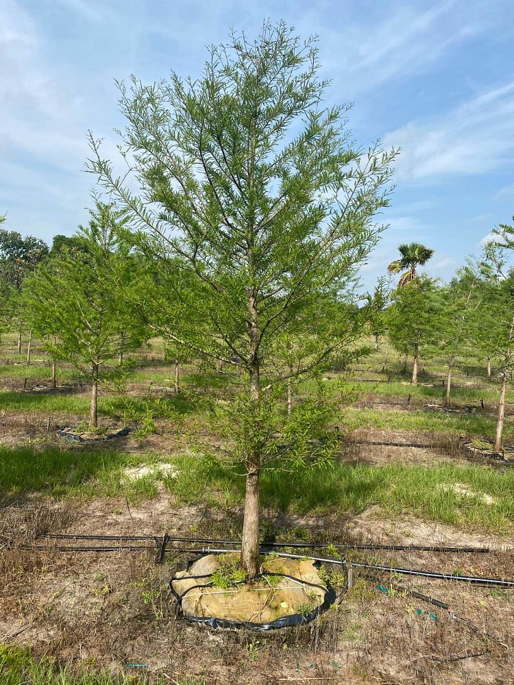 taxodium-distichum-bald-cypress