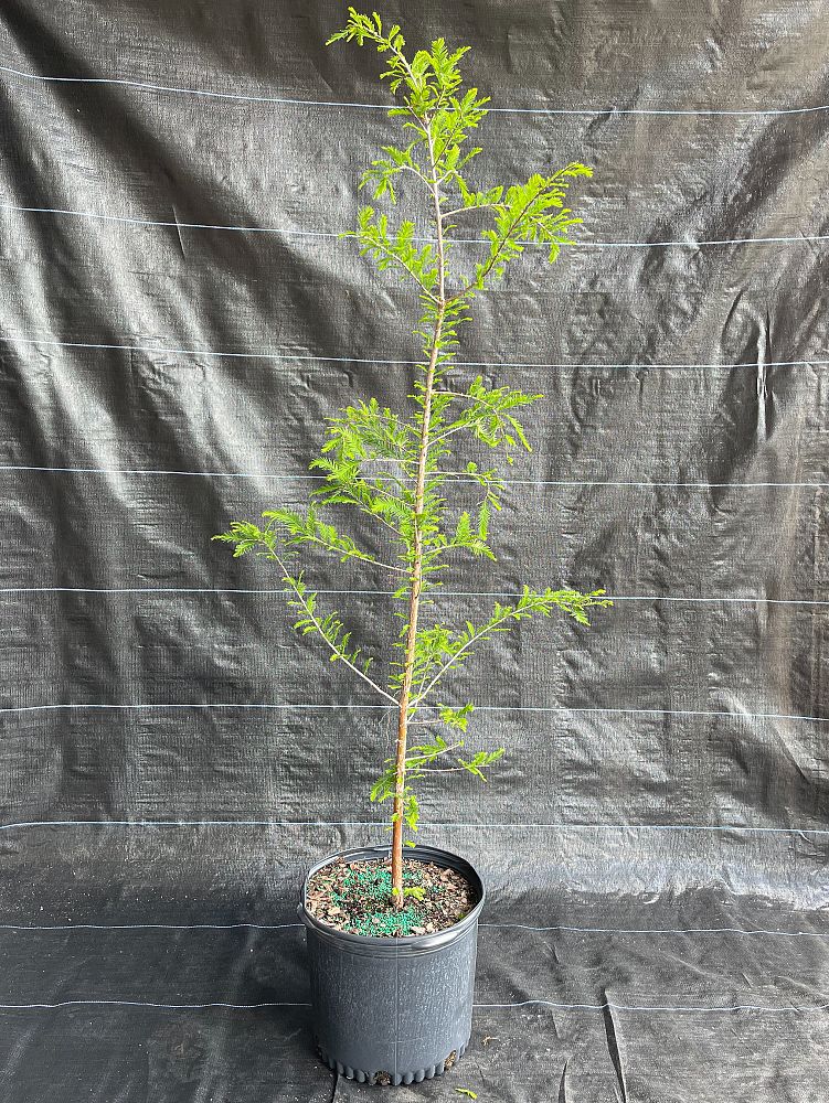 taxodium-distichum-bald-cypress