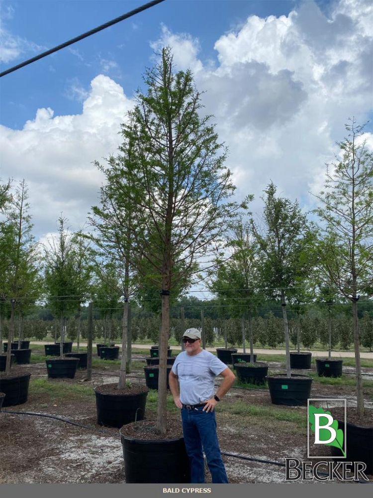 taxodium-distichum-bald-cypress