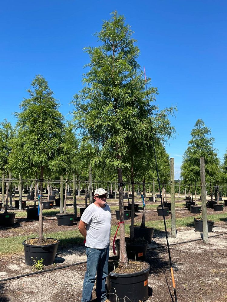 taxodium-distichum-bald-cypress
