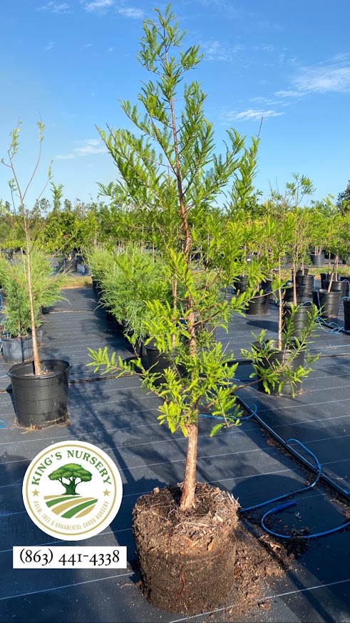 taxodium-distichum-bald-cypress