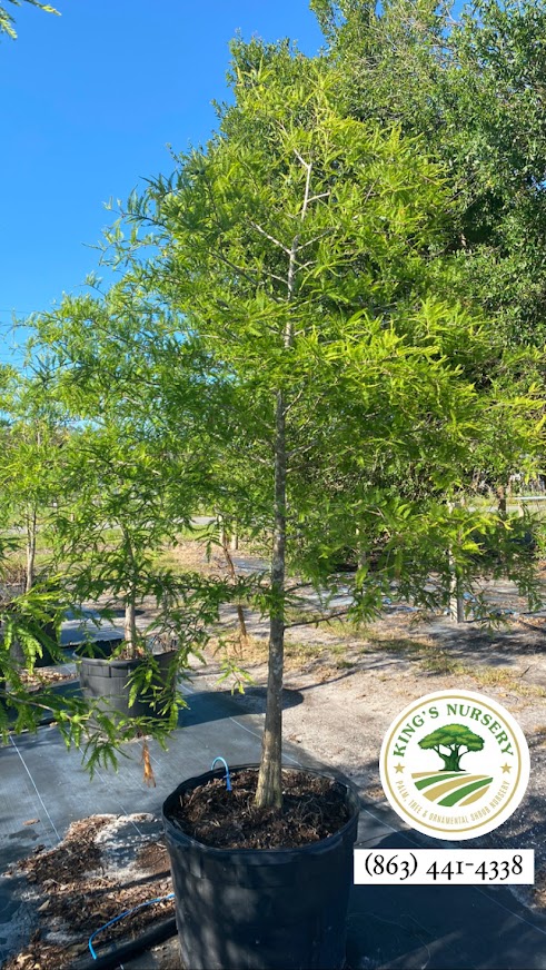 taxodium-distichum-bald-cypress