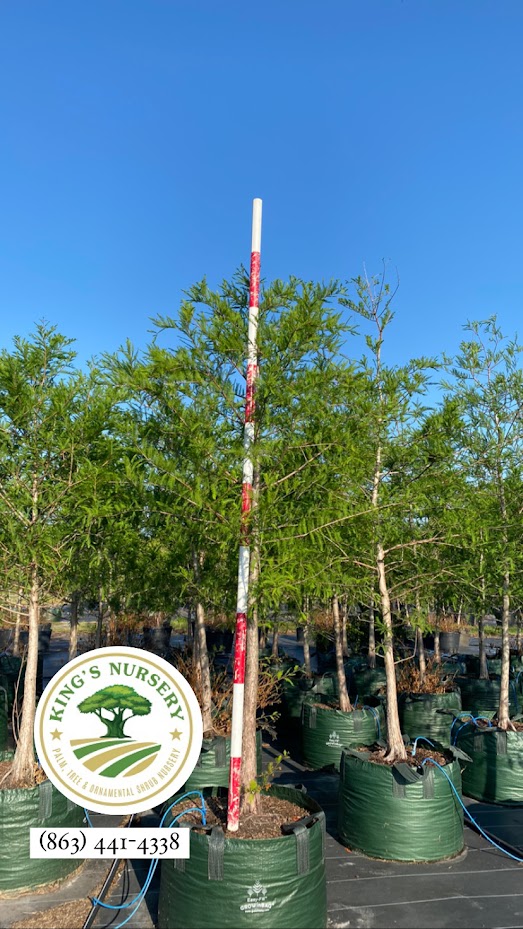 taxodium-distichum-bald-cypress