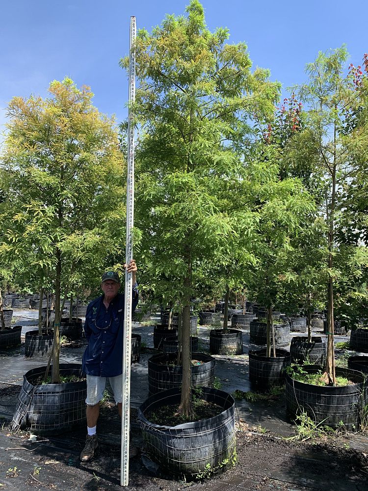 taxodium-distichum-bald-cypress