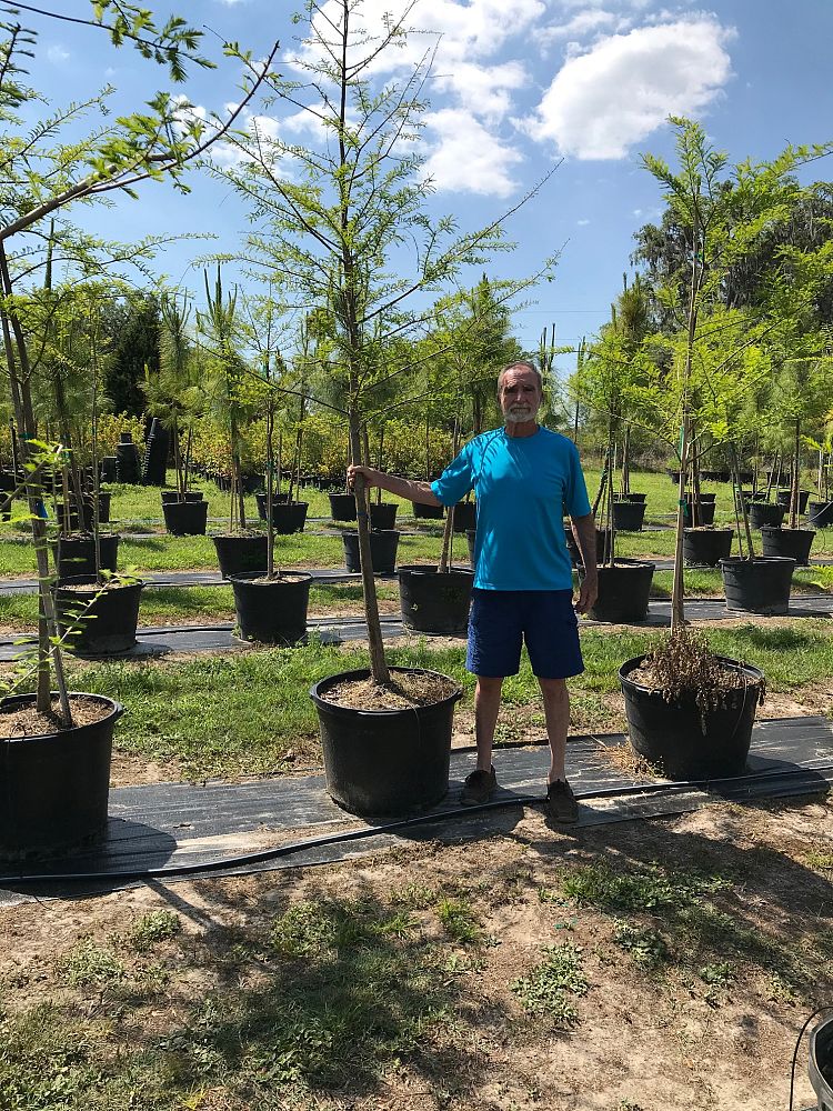 taxodium-distichum-bald-cypress