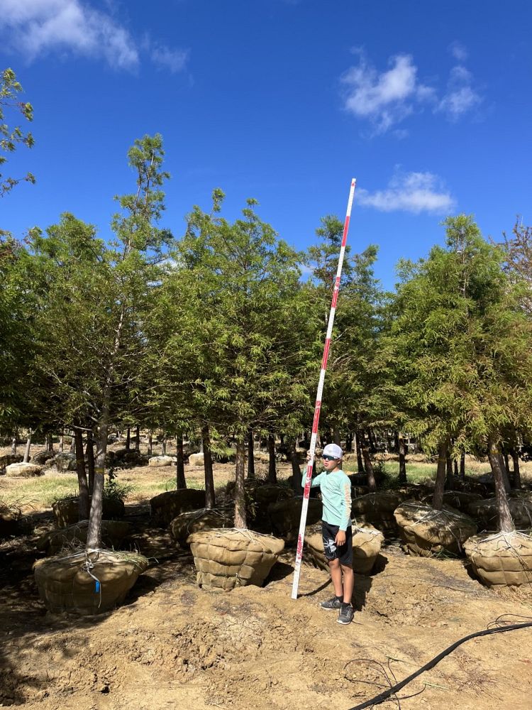 taxodium-distichum-bald-cypress