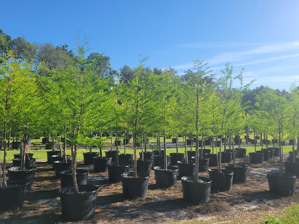 taxodium-distichum-bald-cypress