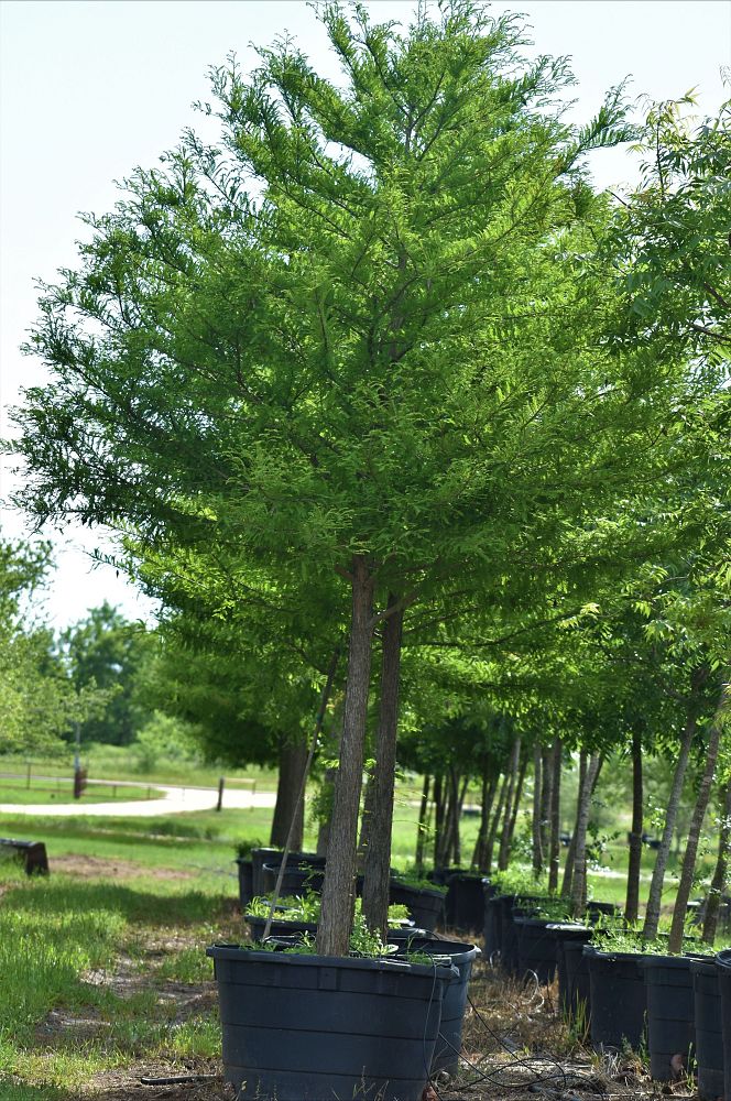 taxodium-distichum-bald-cypress