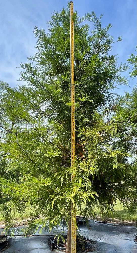 taxodium-distichum-bald-cypress