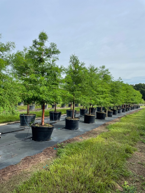 taxodium-distichum-bald-cypress