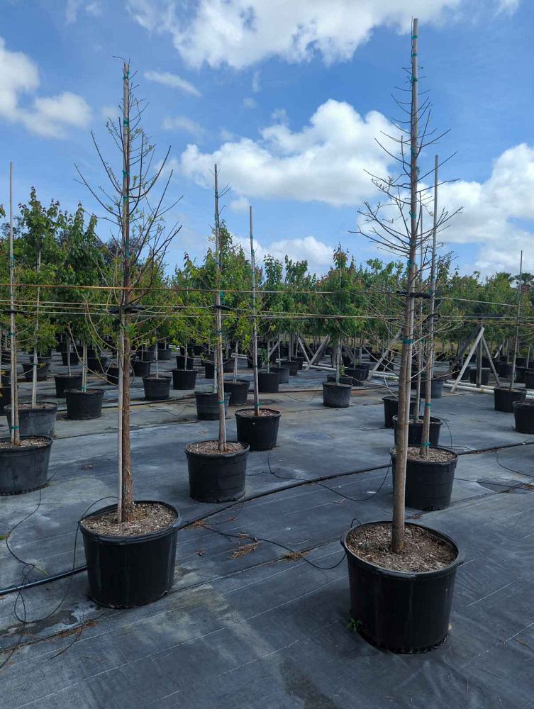 taxodium-distichum-bald-cypress